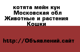 котята мейн кун - Московская обл. Животные и растения » Кошки   